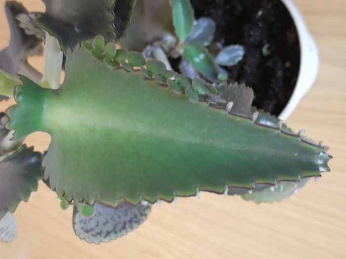 DSCF0952 - KALANCHOE - 2013