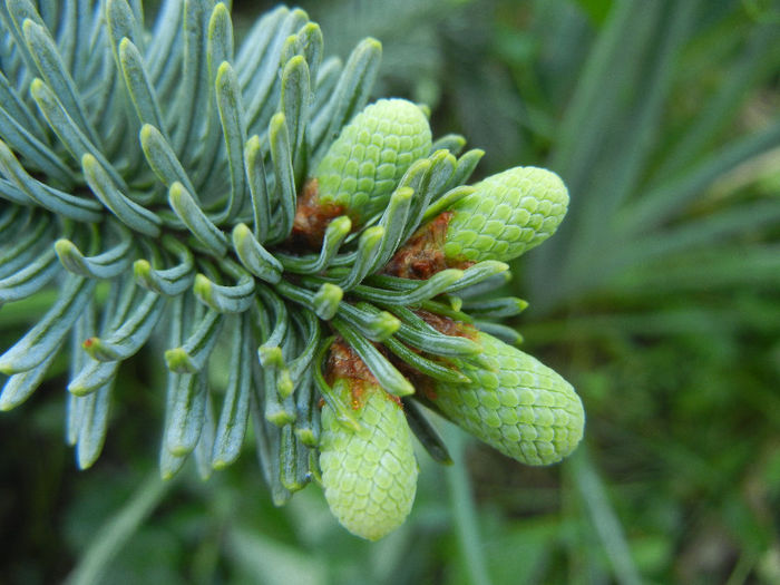 Abies procera Glauca (2013, May 07) - Abies procera Glauca