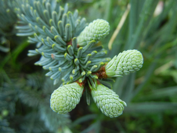 Abies procera Glauca (2013, May 07) - Abies procera Glauca