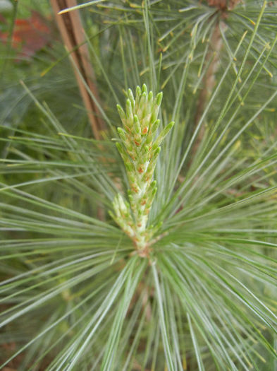 Pinus wallichiana Densa Hill (13, May05) - Pinus wallichiana_Bhutan Pine