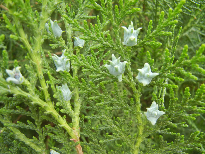 Thuja occidentalis (2013, May 05) - Thuja occidentalis_Arborvitae