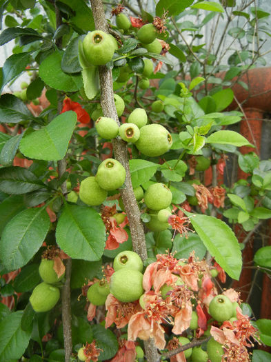 Chaenomeles japonica (2013, May 05)
