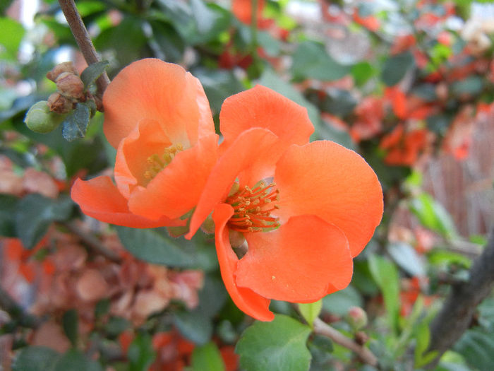 Chaenomeles japonica (2013, May 05) - Chaenomeles japonica