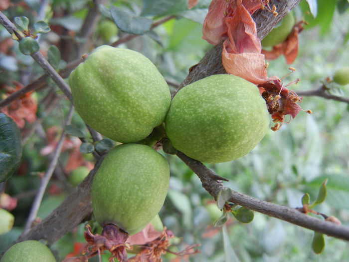 Japanese Quinces_Gutui (2013, May 05) - Chaenomeles japonica