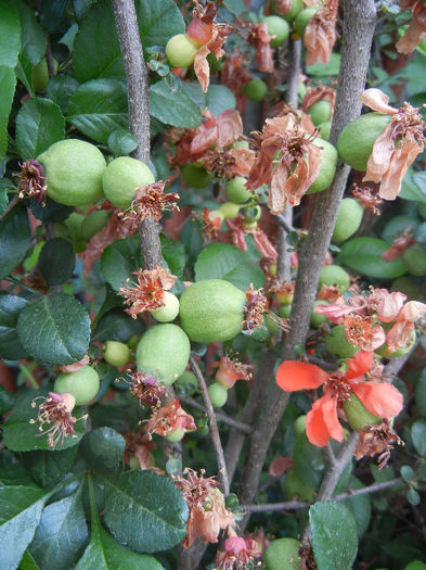 Japanese Quinces_Gutui (2013, May 05) - Chaenomeles japonica