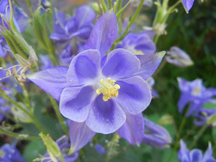 Aquilegia Blue (2013, May 07) - Aquilegia Blue