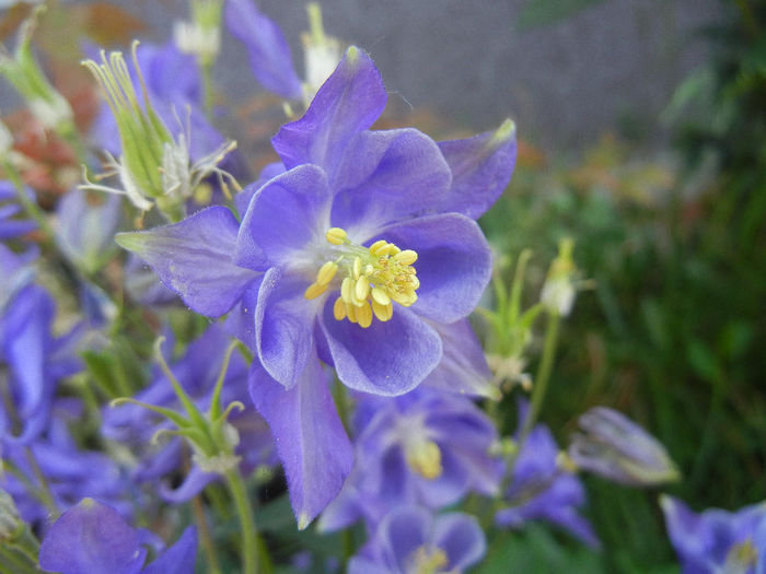 Aquilegia Blue (2013, May 07)