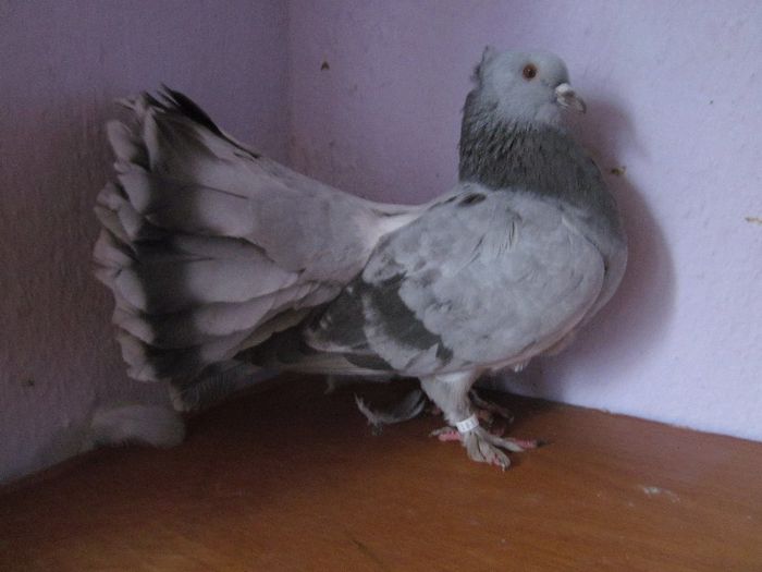 064 - PORUMBEI VINDUTI