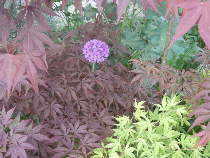 Allium & Acers (2013, May 05)