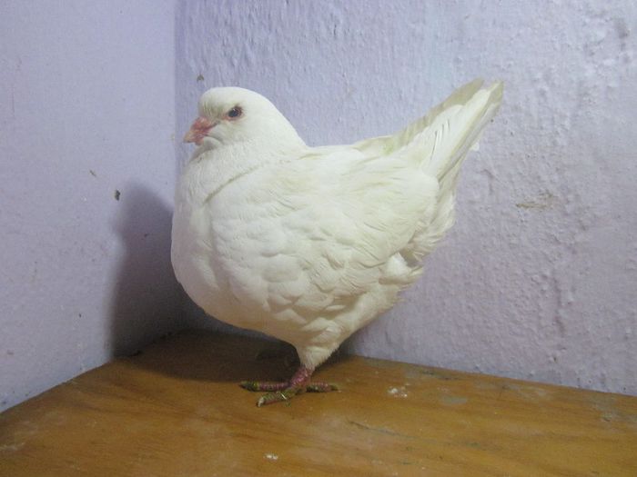 155 - PORUMBEI VINDUTI