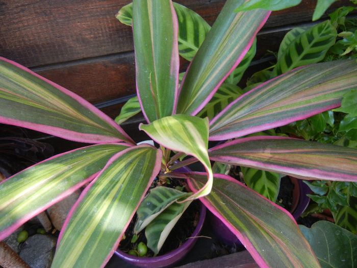 Cordyline fruticosa Kiwi (2013, May 06)