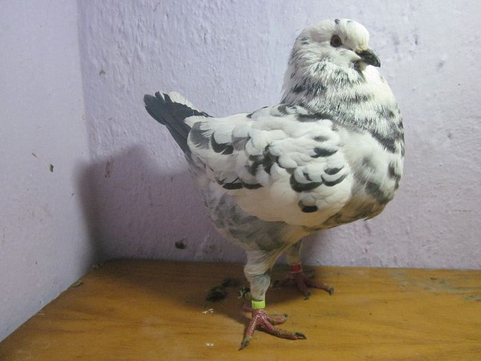 164 - PORUMBEI VINDUTI