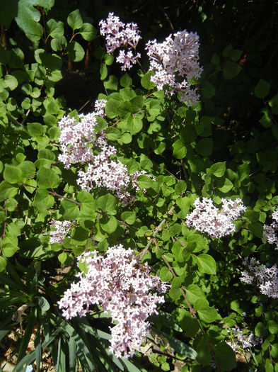 Syringa patula Miss Kim (2013, May 07)