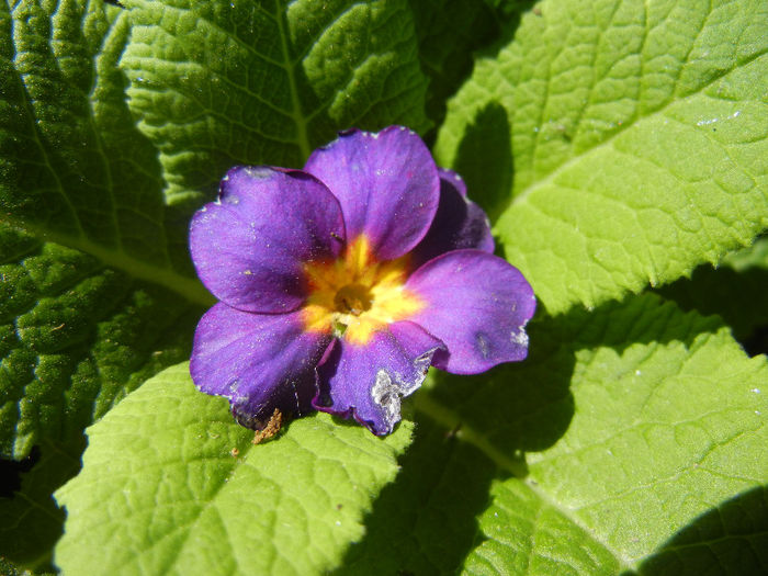 Purple Primula (2013, May 07)