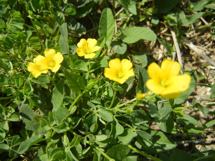 Yellow Wood Sorrel (2013, May 06) - Oxalis stricta_Wood Sorrel