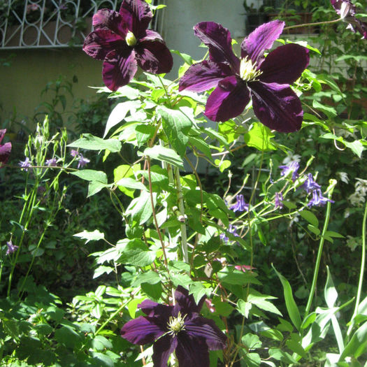 clematis 2013