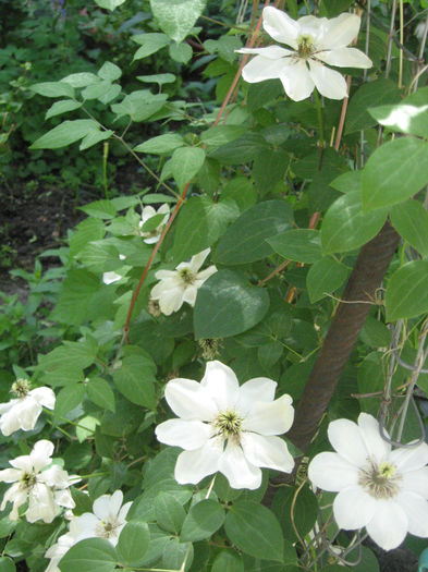 clematis Guernsey Cream