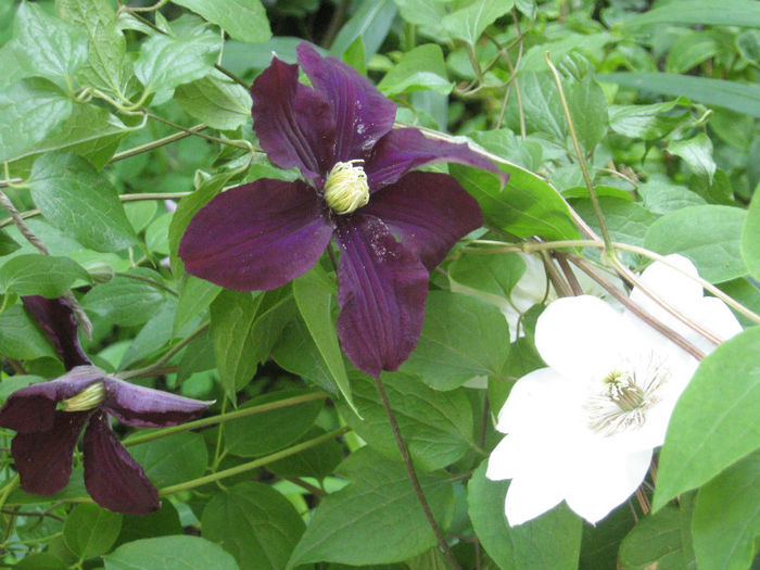 clematis Ernest Markham si Guernsey Cream - paste 2013