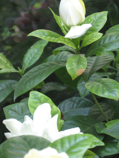 gardenia - paste 2013
