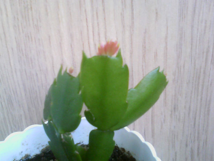 1459(001) - Schlumbergera galbena