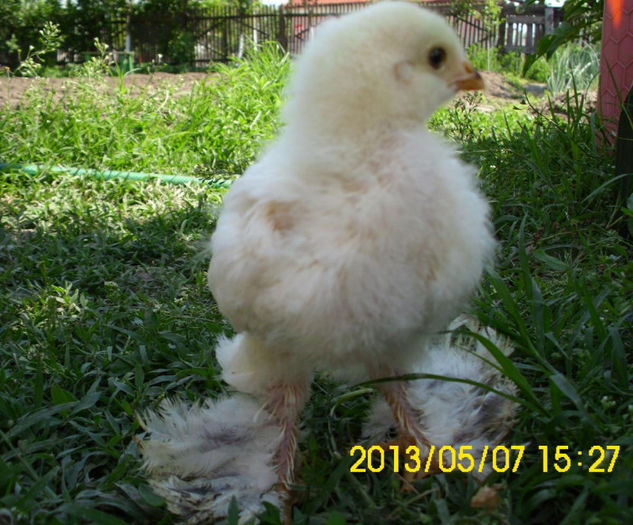 Pui Brahma Herminat Deschis; Pui Brahma Herminat Deschis
