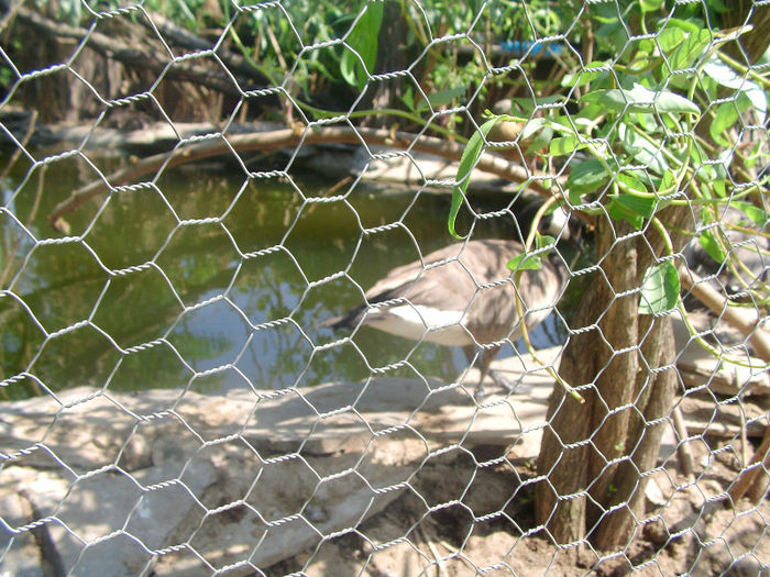 SANY0101 - lac pasari apa  2013