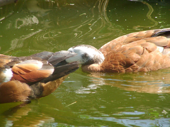 SANY0116 - lac pasari apa  2013