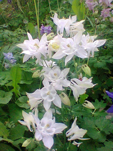 Fotogr.1173