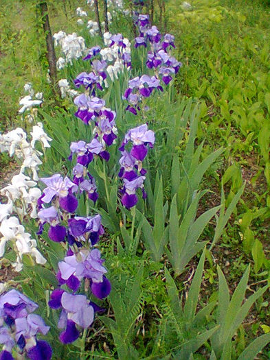 Fotogr.1178 - de vanzare plante de gradina si apartament