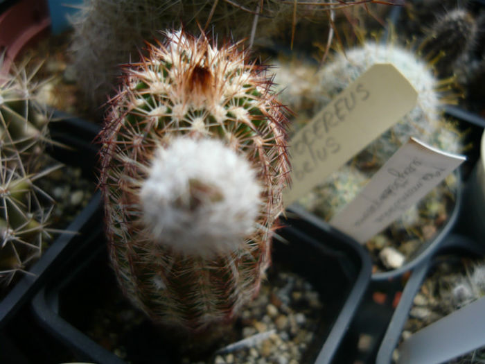 P1010447 - Cactusi 2013