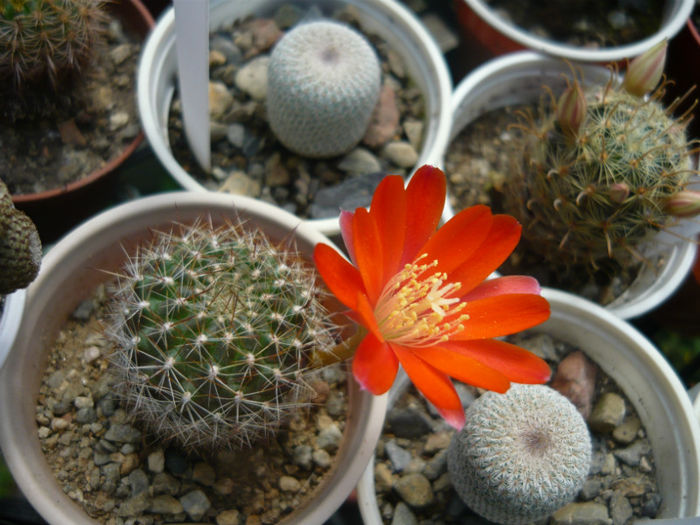 P1010448 - Cactusi 2013