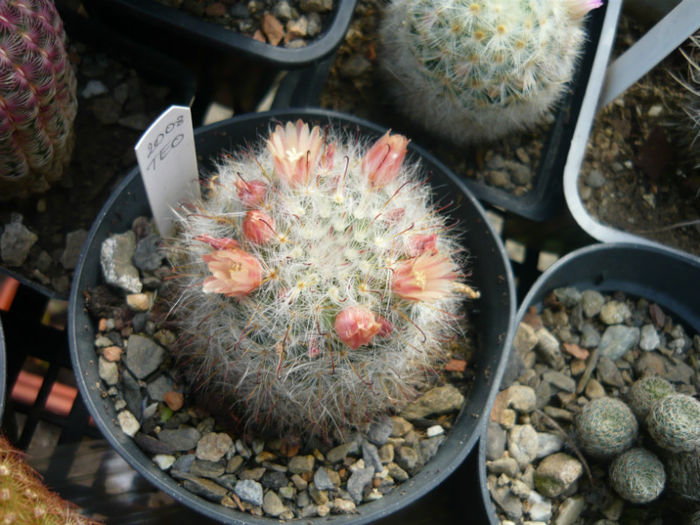 P1010449 - Cactusi 2013