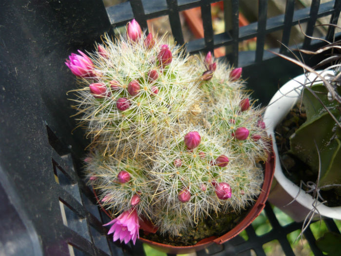 P1010450 - Cactusi 2013