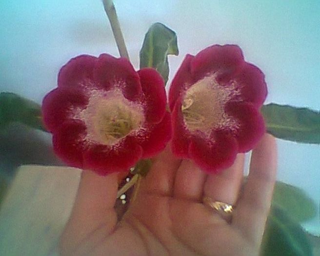 tigrina red 7.5.2013 - gloxinia 2013