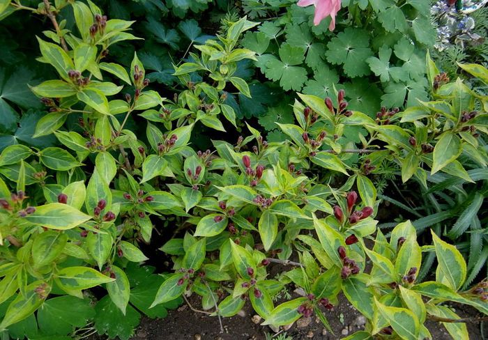 Weigela cu flori grena - Diverse in gradina