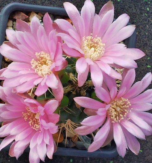 Gymnocalycium neuhuberi - Gymnocalycium neuhuberi