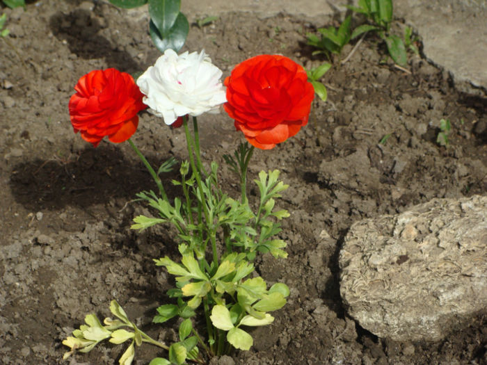 Ranunculus - CETATUIA_APRILIE_2013