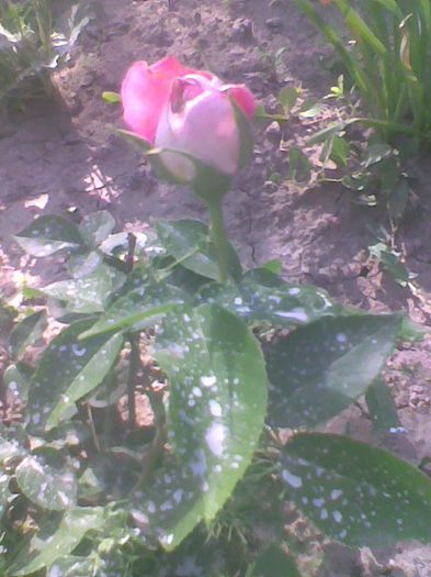 osiria roz-alb 7 mai 2013 - trandafiri 2013