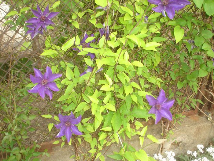 clematis - 05 LUNA MAI 2013