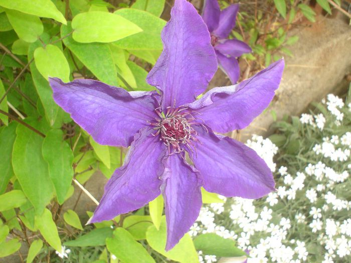 clematis