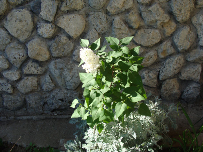 prima floare de liliac alb batut; De la tata ,Dumnezeu sa-l odihneasca!
