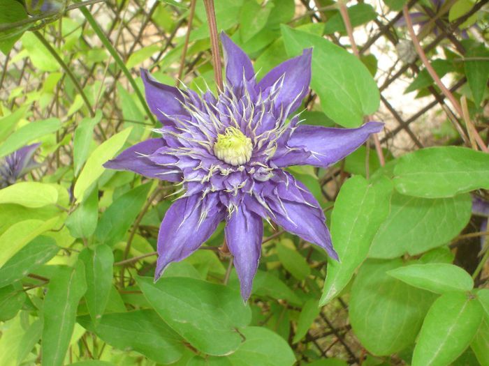 Multi Blue - Clematis 2013