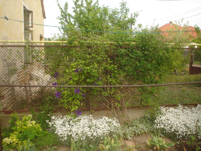 clematis,pana acum doar 10