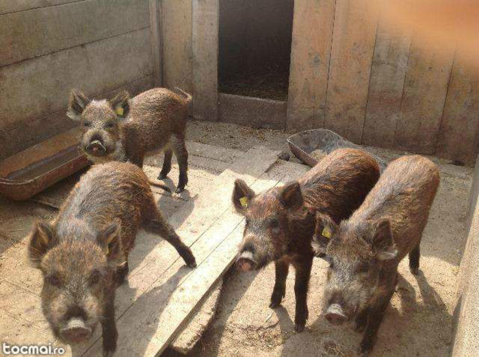 Porci Mistreti De Vanzare