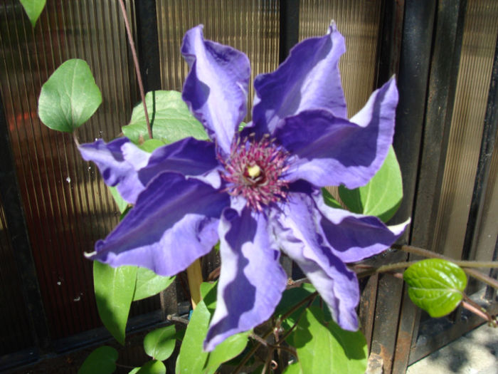 Clematita