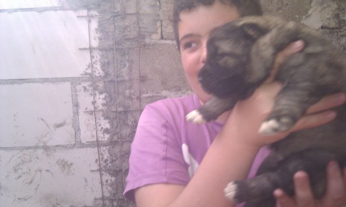 IMAG0639 - De vanzare catei caucazian cu pedigree sau fara