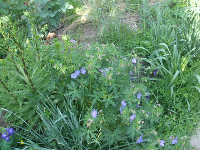 DSCF0549 - primavara