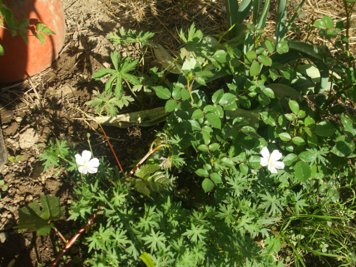 DSCF0552 - primavara