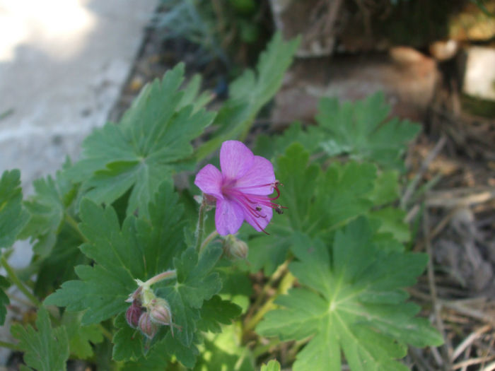 DSCF0567 - primavara