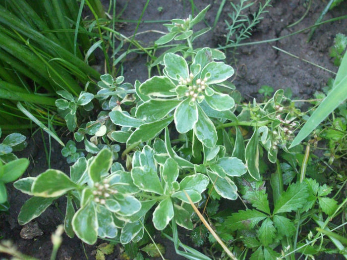 DSCF0572 - primavara